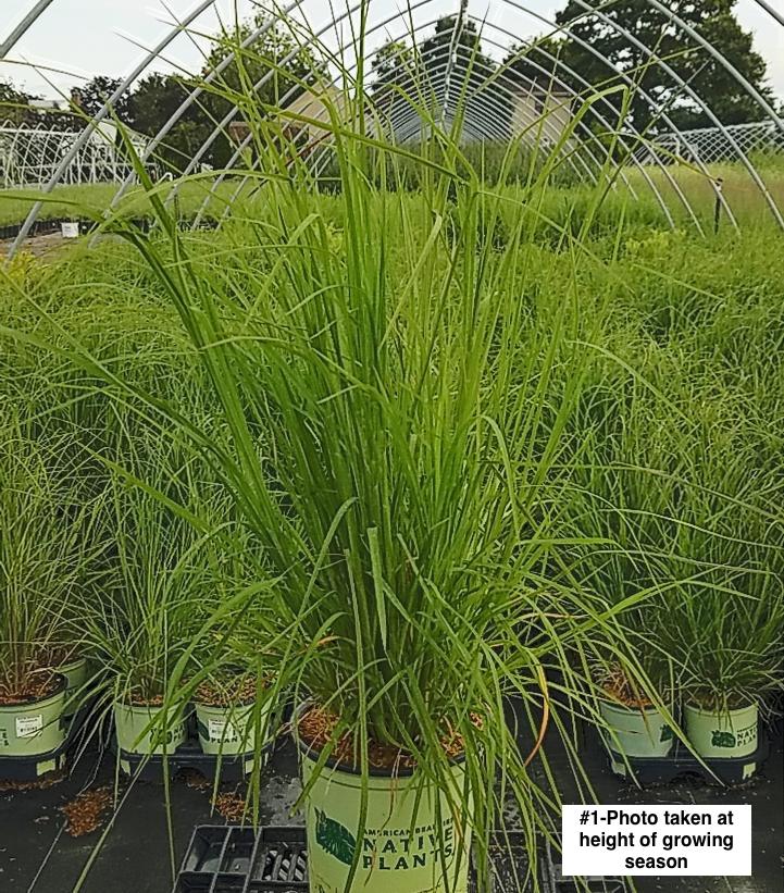 ANDROPOGON VIRGINICUS