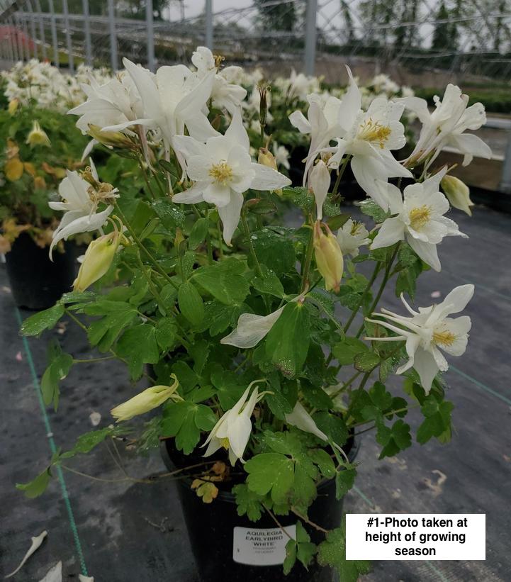 AQUILEGIA EARLYBIRD `WHITE`