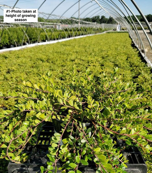 ARCTOSTAPHYLOS MASSACHUSETTS HYBRID