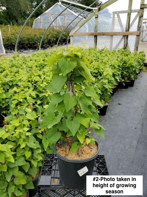 ARISTOLOCHIA MACROPHYLLA