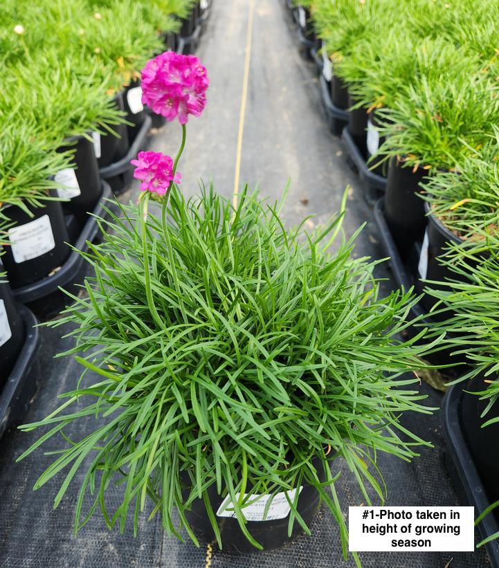ARMERIA MARITIMA `MORNING STAR DEEP ROSE`