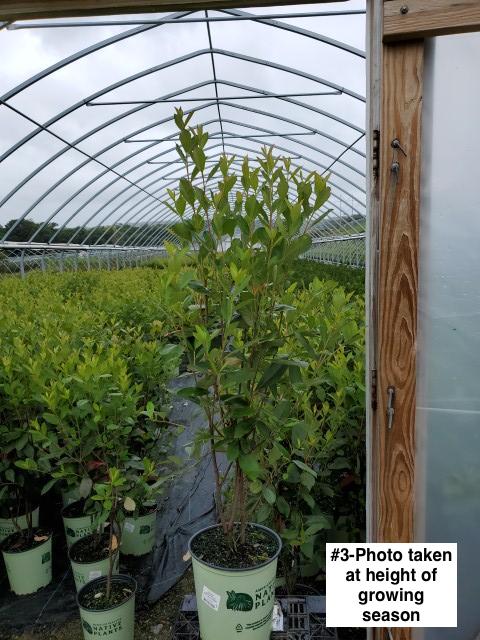 ARONIA ARBUTIFOLIA `BRILLIANTISSIMA`