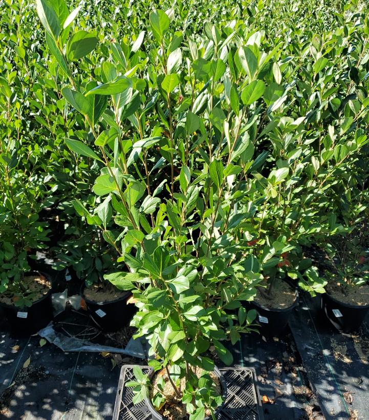 ARONIA ARBUTIFOLIA `BRILLIANTISSIMA`