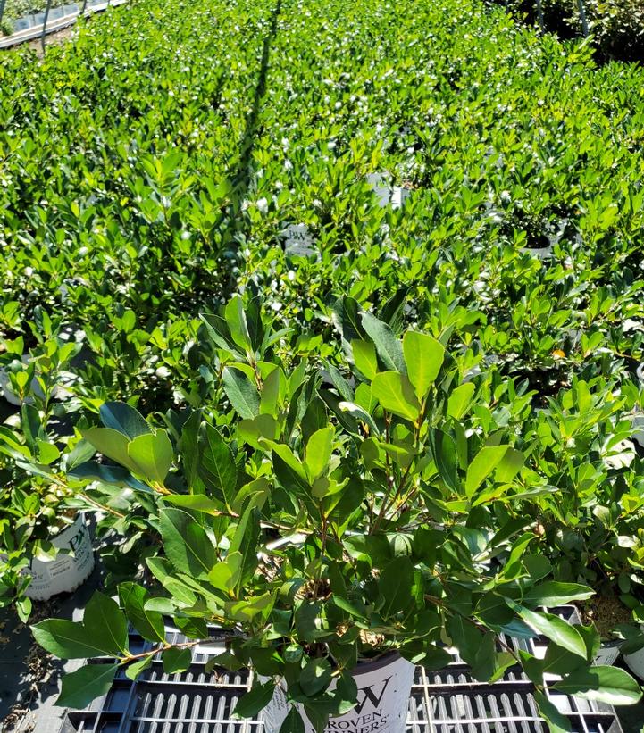 ARONIA `GROUND HUG`