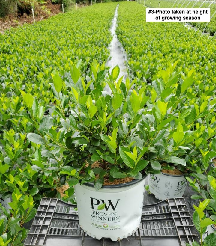 ARONIA LO SCAPE `MOUND`