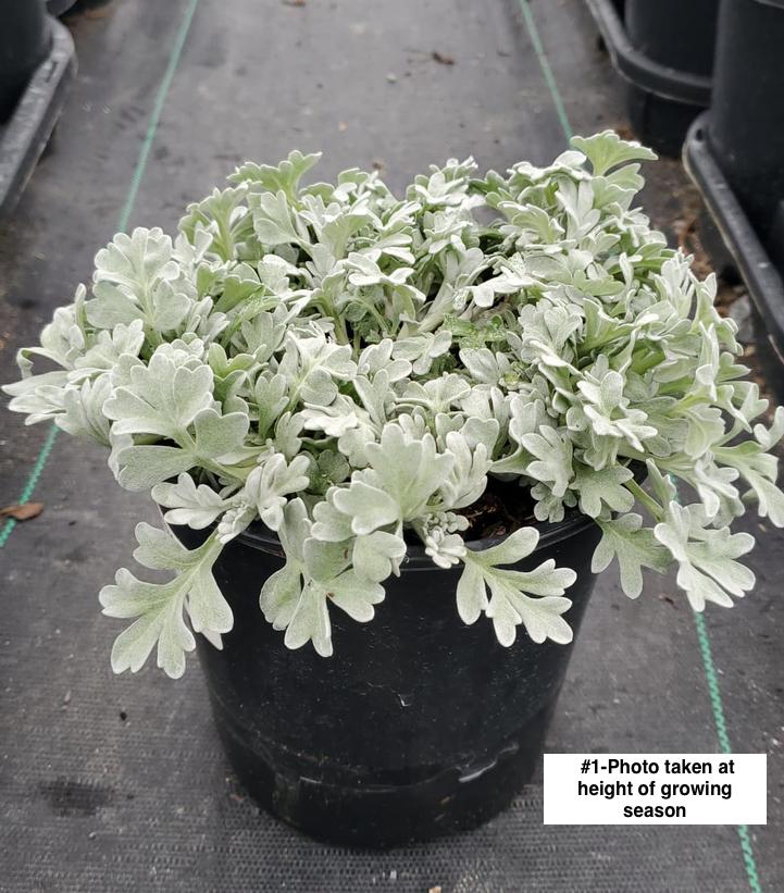 ARTEMISIA ST. `SILVER BROCADE`