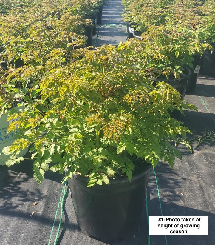 ARUNCUS X `MISTY LACE`