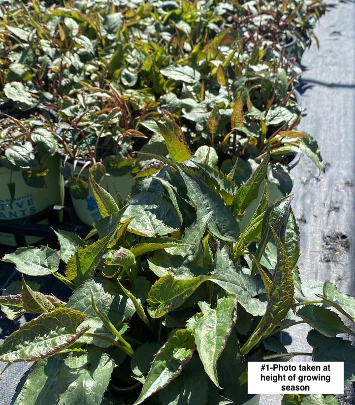 ASTER DIVARICATUS