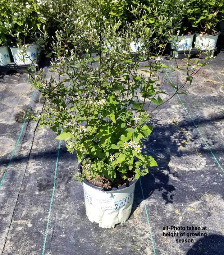 ASTER DIVARICATUS `EASTERN STAR`