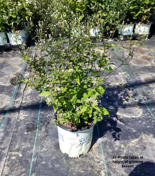 ASTER DIVARICATUS `EASTERN STAR`