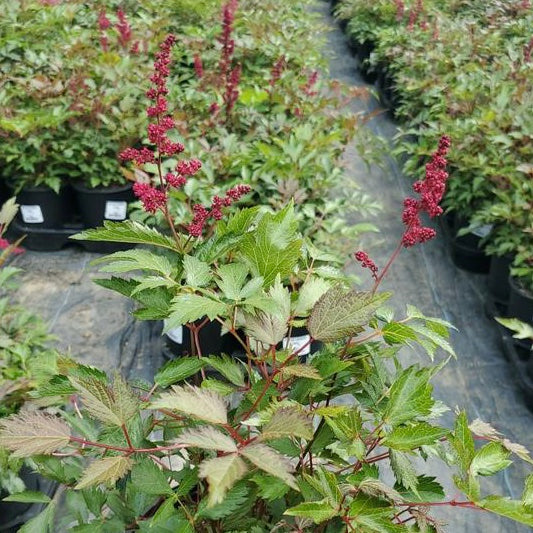 ASTILBE ARENDSII `FANAL`