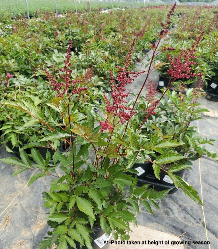 ASTILBE `MONTGOMERY`