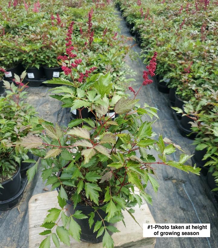 ASTILBE ARENDSII `FANAL`