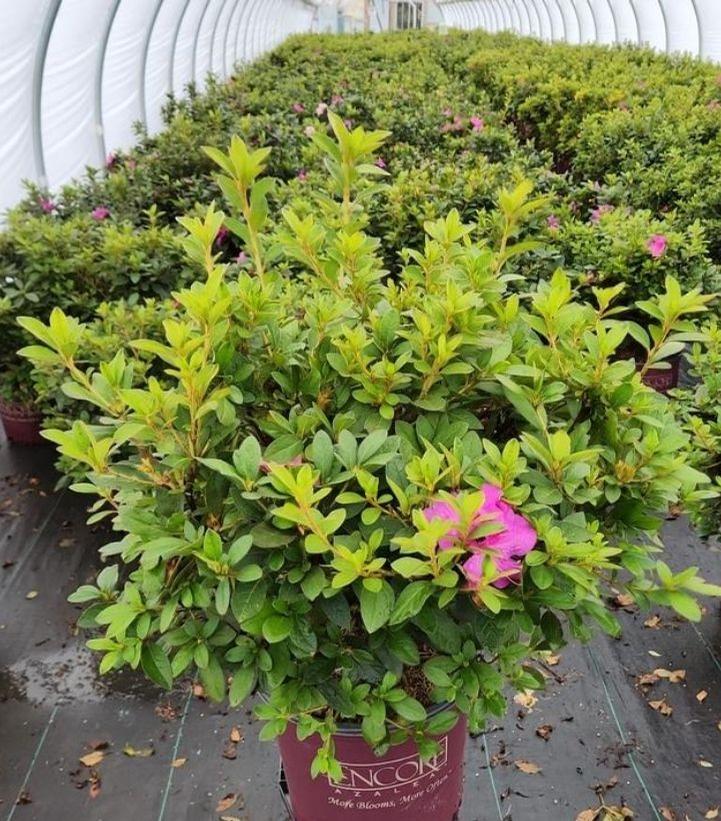 AZALEA ENCORE `AUTUMN ROYALTY`