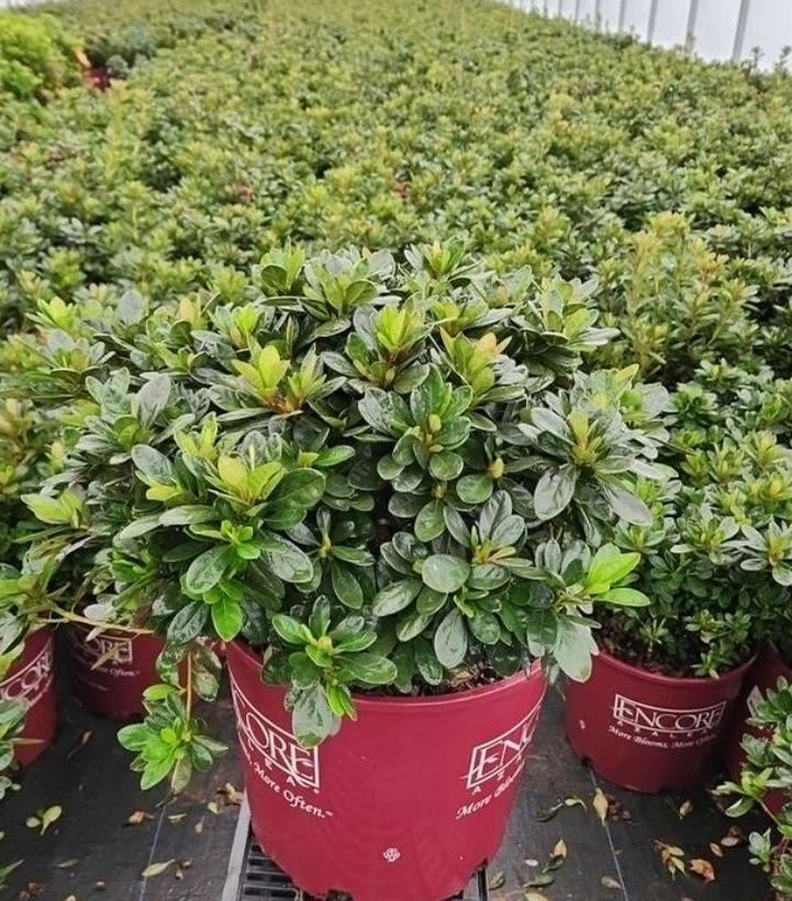 AZALEA ENCORE `AUTUMN FIRE`
