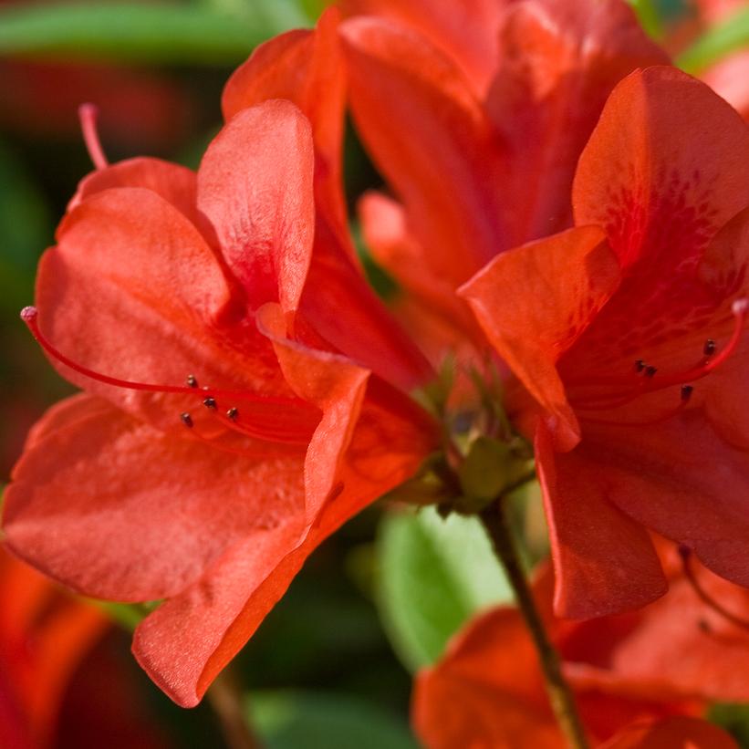 AZALEA ENCORE `AUTUMN BRAVO`