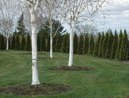 BETULA JACQUEMONTII