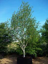 BETULA JACQUEMONTII