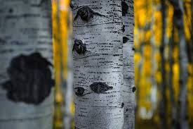 BETULA PAPYRIFERA - CLUMP