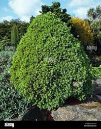 BUXUS `CRANBERRY CREEK`