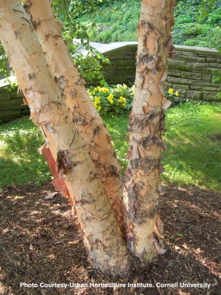 BETULA NIGRA - CLUMP