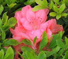 AZALEA `BLAAUW`S PINK`