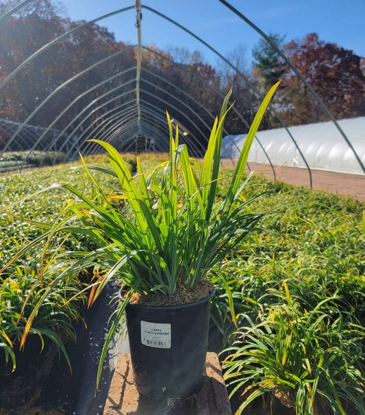 CAREX FLACCOSPERMA