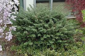CEPHALOTAXUS HARRING. `DUKE GARDENS`