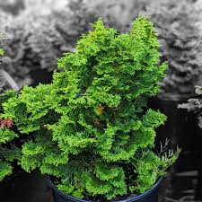 CHAMAECYPARIS OBTUSA `GRACILIS`