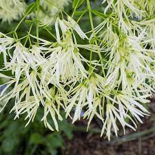 CHIONANTHUS VIRGINICUS