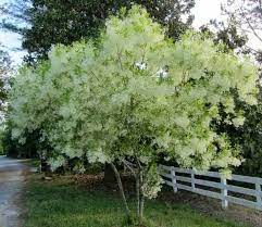 CHIONANTHUS VIRGINICUS