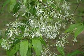 CHIONANTHUS VIRGINICUS `SPRING FLEECING`