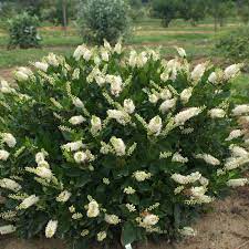 CLETHRA `SUGARTINA CRYSTALINA`