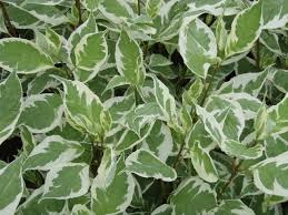 CORNUS ALBA `IVORY HALO`