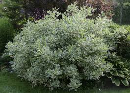 CORNUS ALBA `IVORY HALO`
