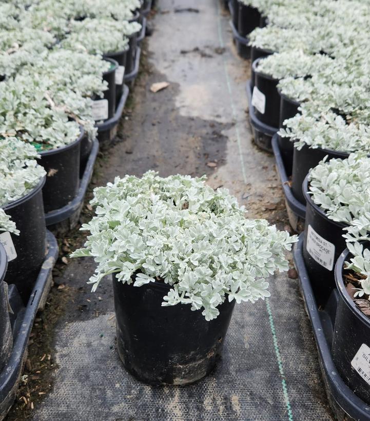 ARTEMISIA ST. `SILVER BROCADE`