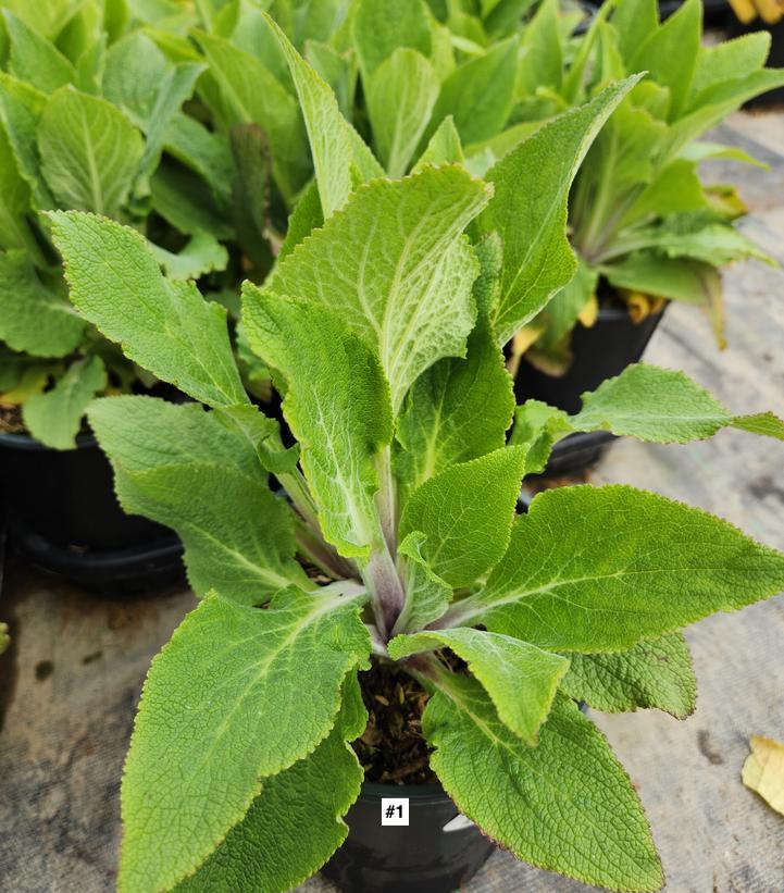 DIGITALIS PURPUREA `CAMELOT LAVENDER`