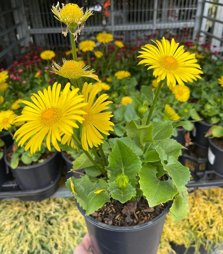 DORONICUM ORIENTALE LEONARDO™ COMPACT
