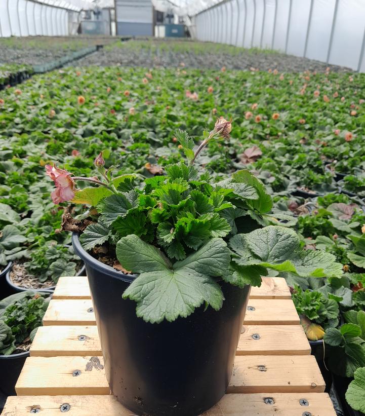 GEUM COCKTAIL `MAI TAI`
