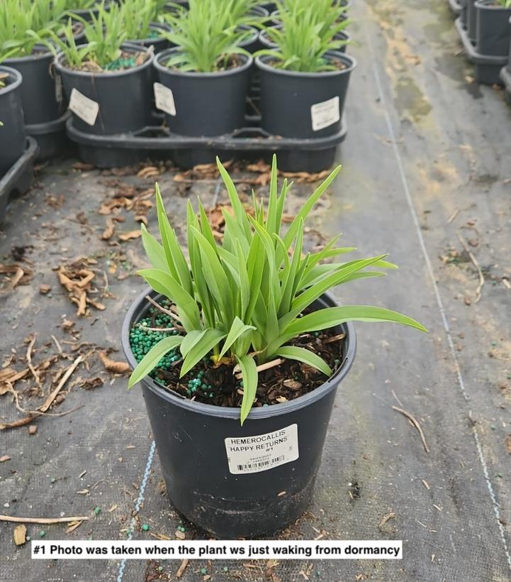HEMEROCALLIS `HAPPY RETURNS`