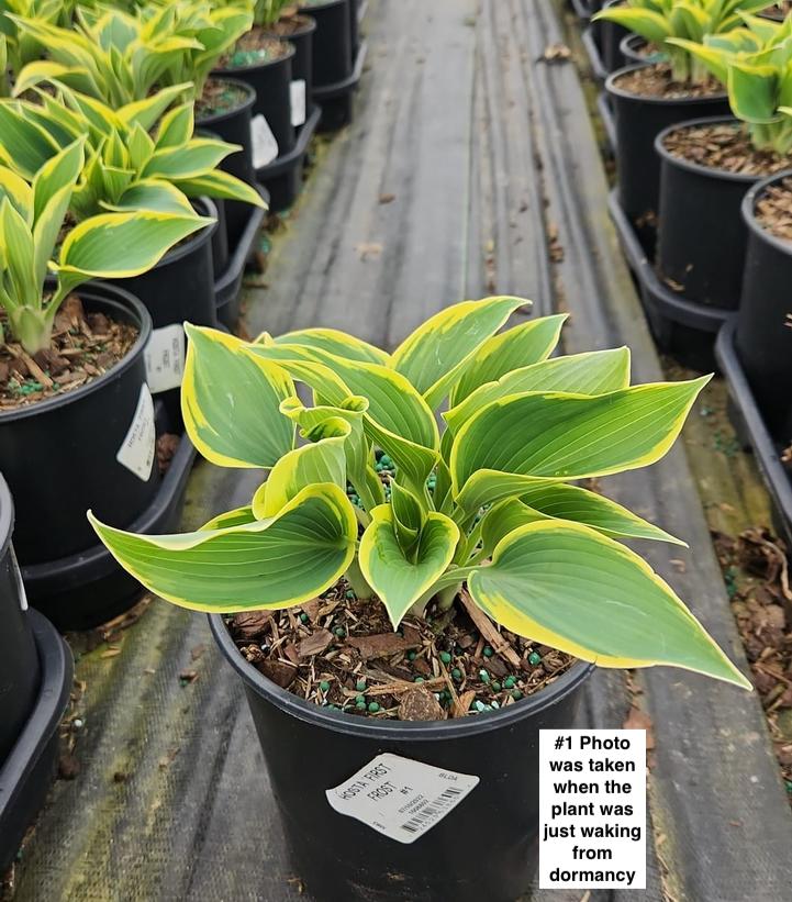 HOSTA `FIRST FROST`
