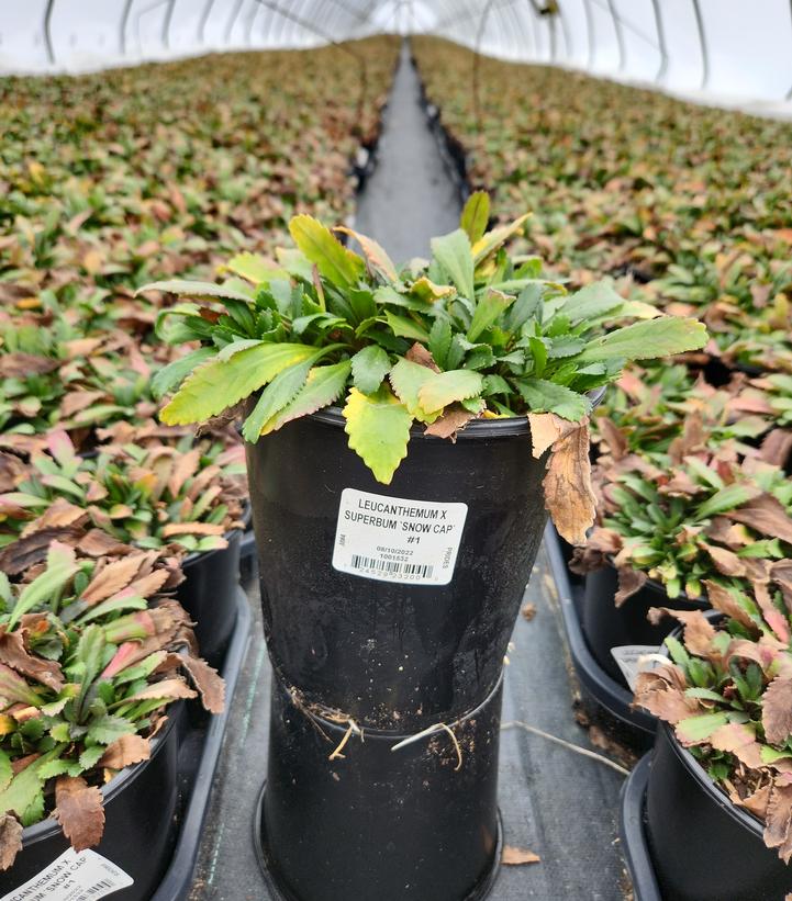 LEUCANTHEMUM X SUPERBUM `SNOW CAP`