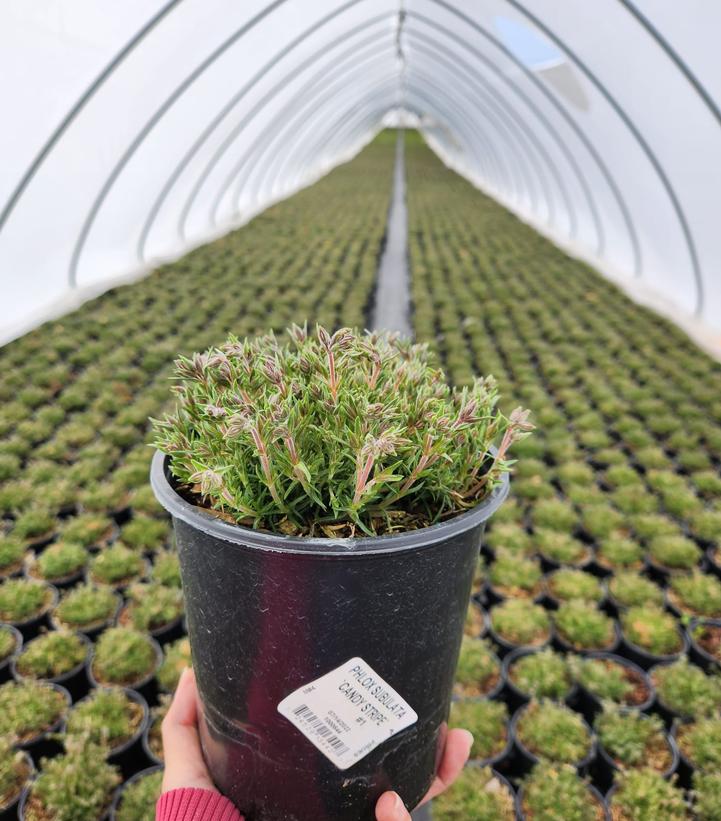 PHLOX SUBULATA `CANDY STRIPE`
