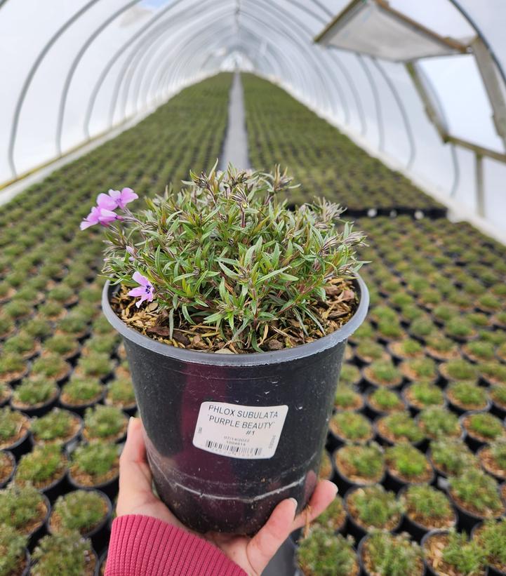 PHLOX SUBULATA `PURPLE BEAUTY`