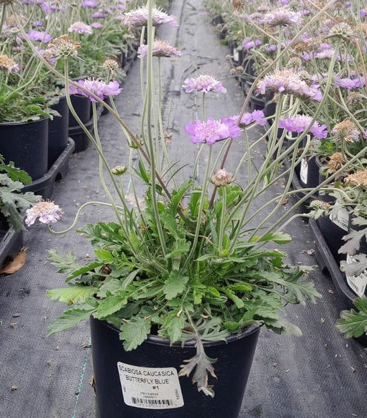 SCABIOSA CAUCASICA `BUTTERFLY BLUE`