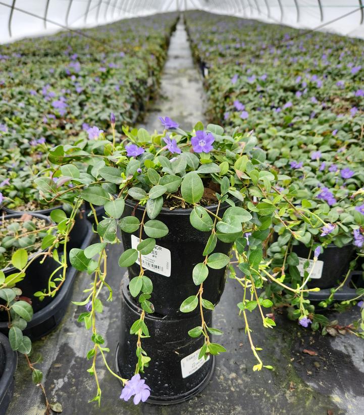 VINCA MINOR `BOWLES`