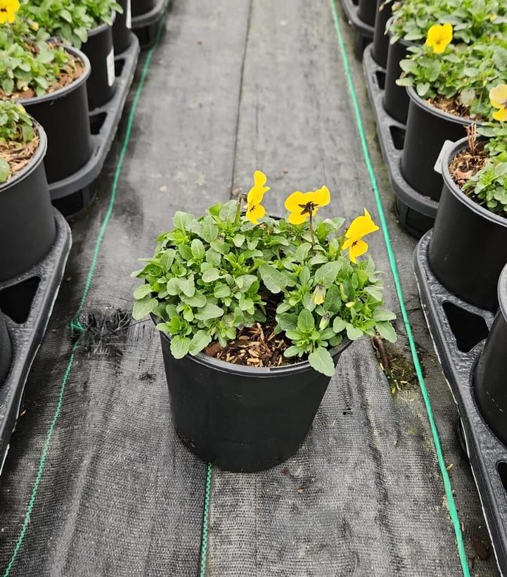 VIOLA `PENNY YELLOW BLOTCH`