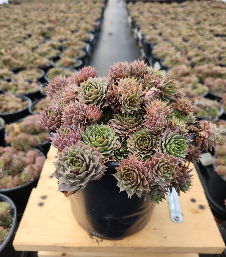 SEMPERVIVUM `PACIFIC BLUE ICE`