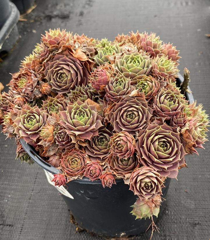 SEMPERVIVUM `PURPLE BEAUTY`