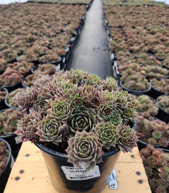 SEMPERVIVUM `SILVERINE`